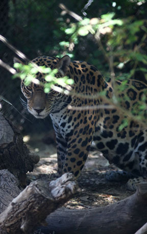 female jaguar