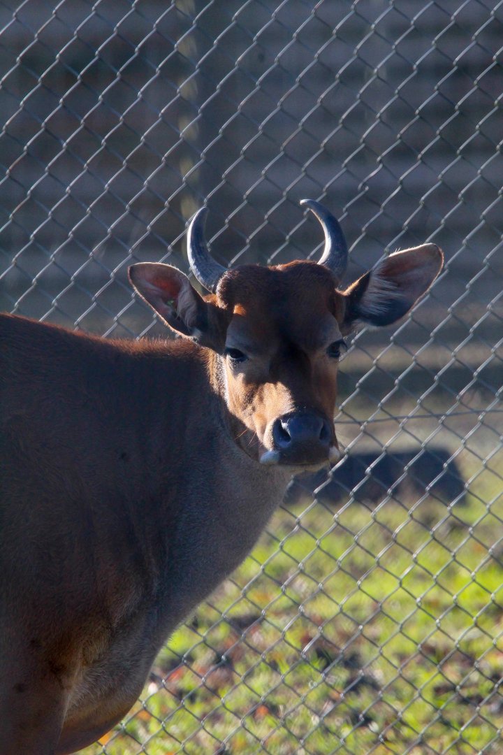Female Javan Banteng- 25th January 2025