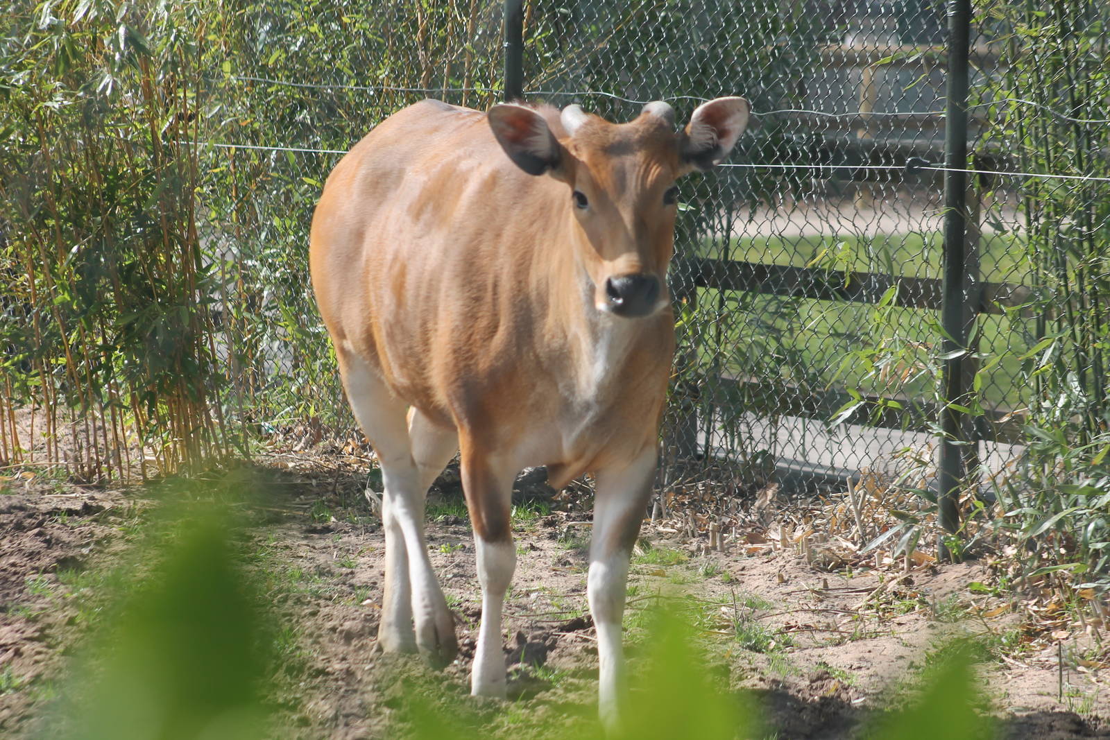 female Javan Banteng Chester Zoo 2013