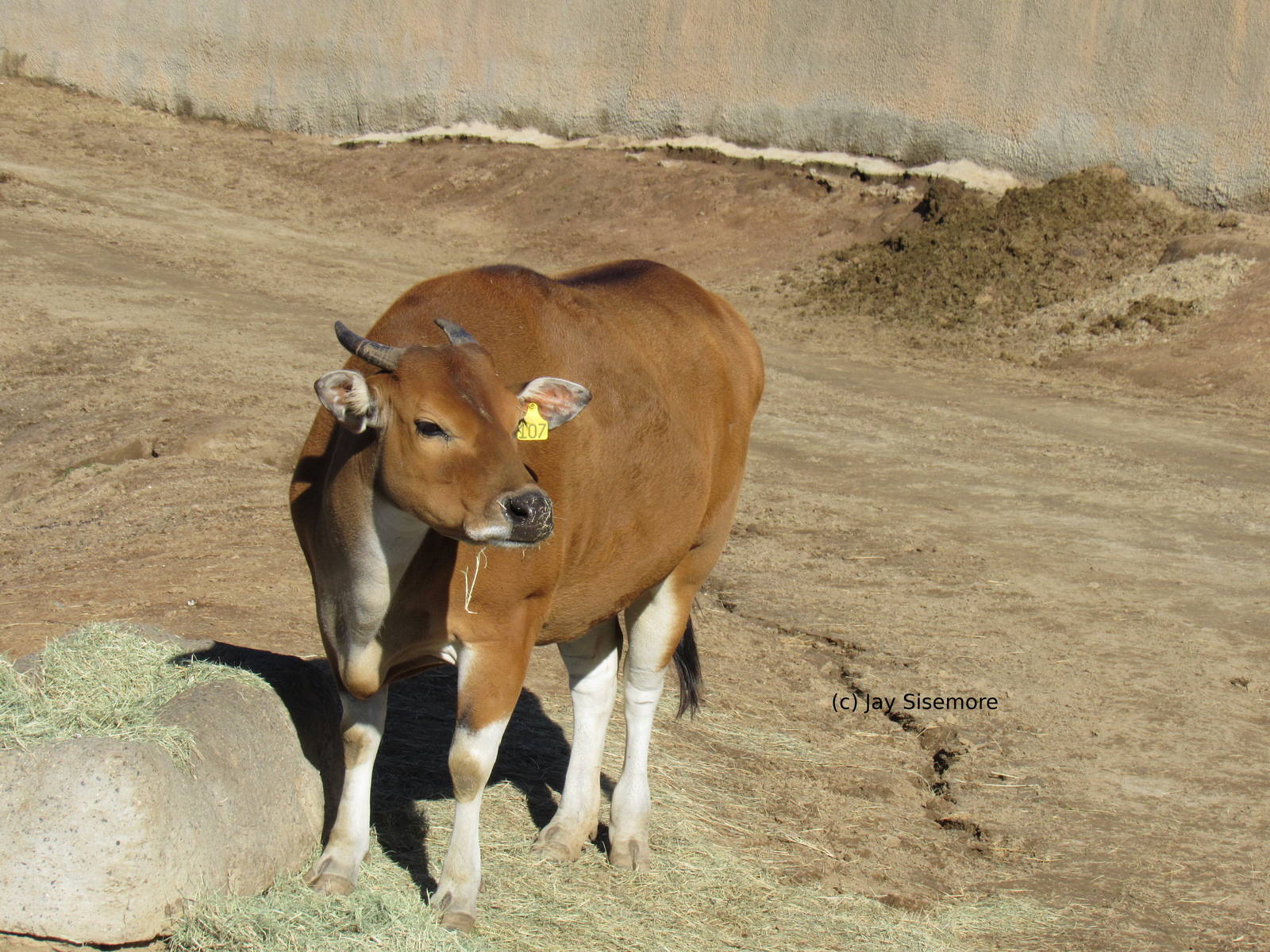Female Javan Banteng