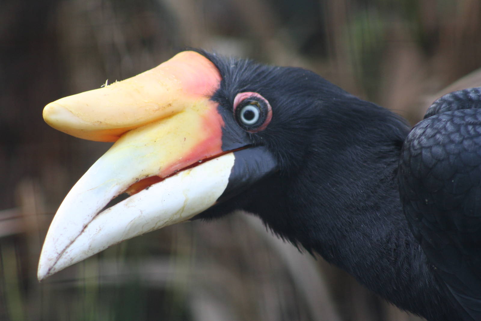 Female Javan Rhinoceros Hornbill @ Chester; 22.09.2010