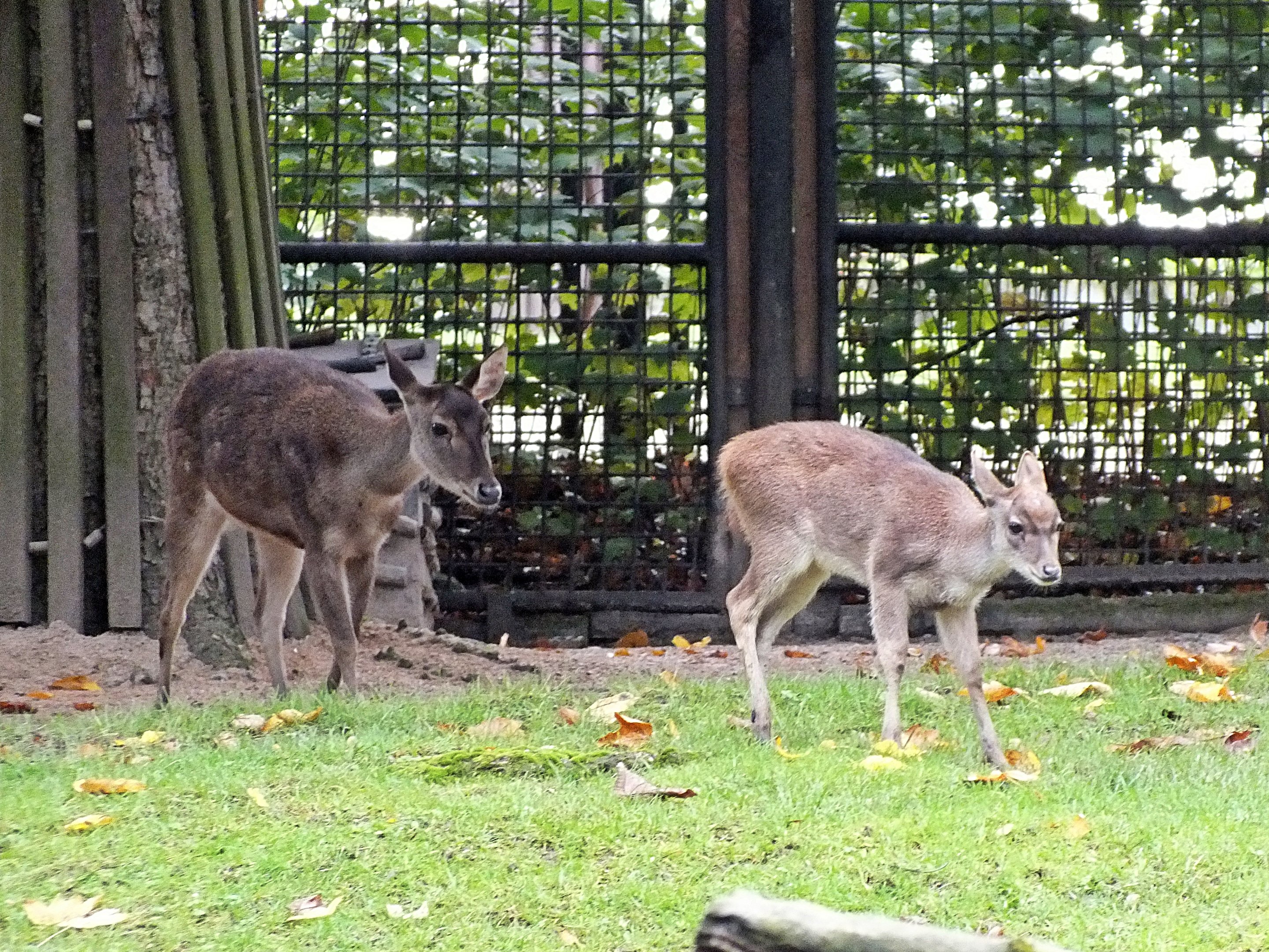 Female Javan rusa and fawn