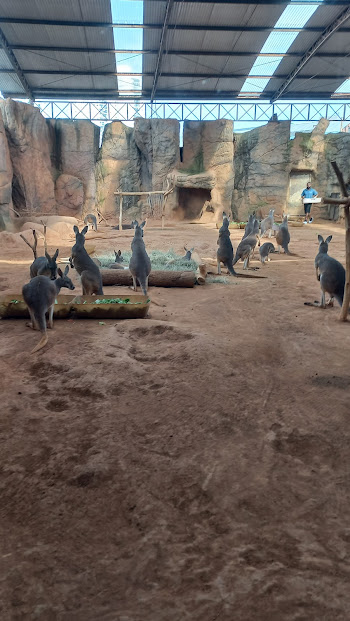 Female & Joeys red kangaroos - São Paulo aquarium