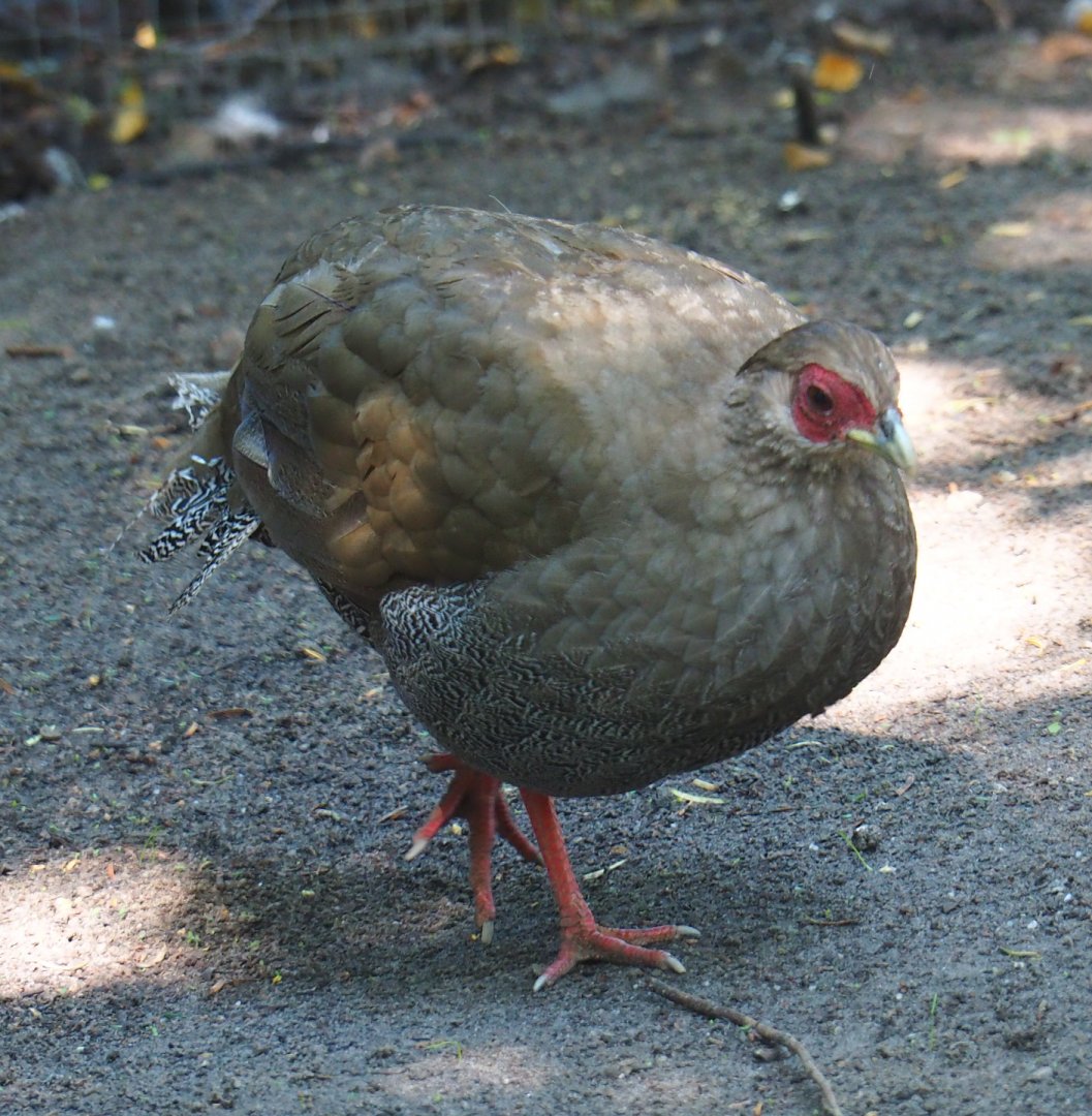 Female Jones' silver pheasant (Lophura nycthemera jonesi), 2020-06-20
