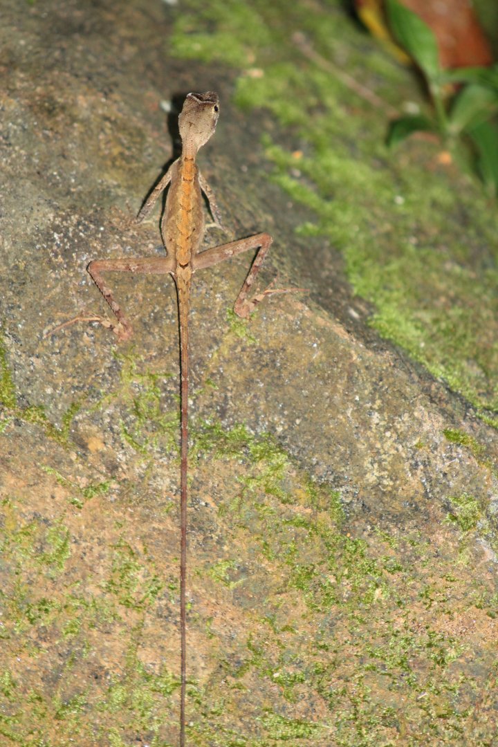 female Kangaroo Lizard (Otocryptis weigmanni)