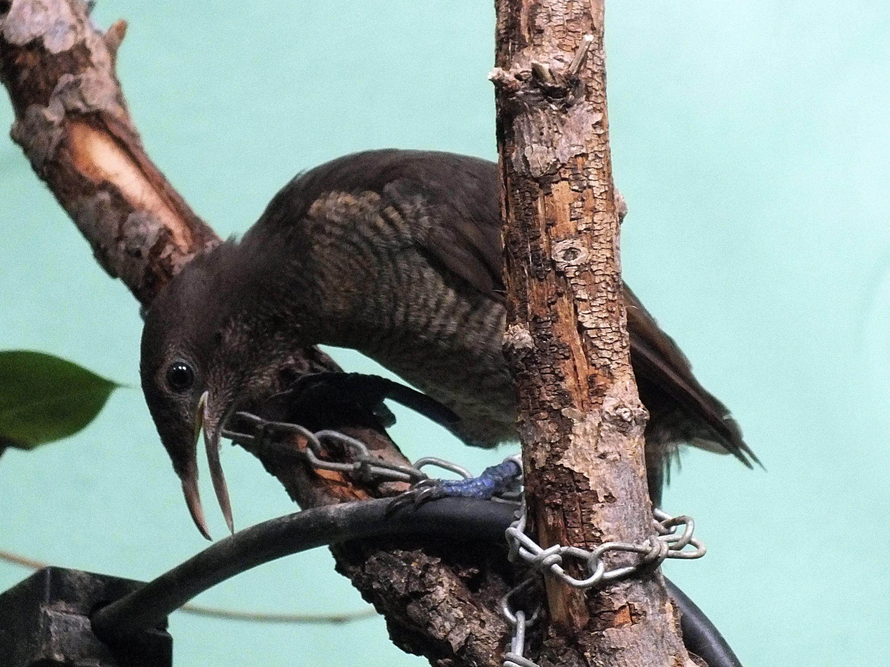 Female king bird-of-paradise