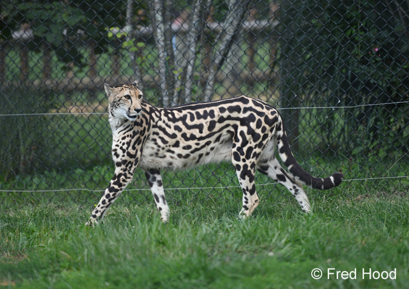 female king cheetah Mona Lisa