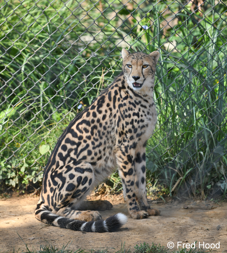 female king cheetah Shani