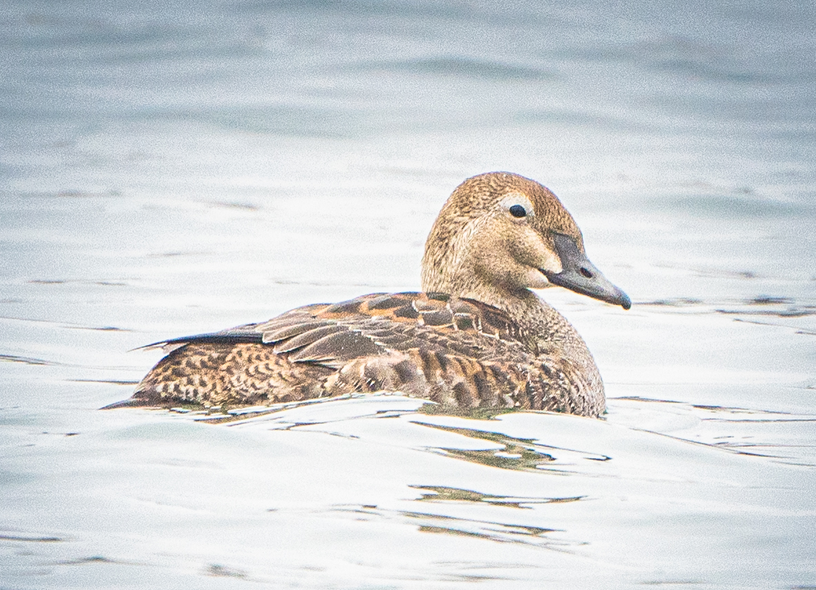 Female King Eider