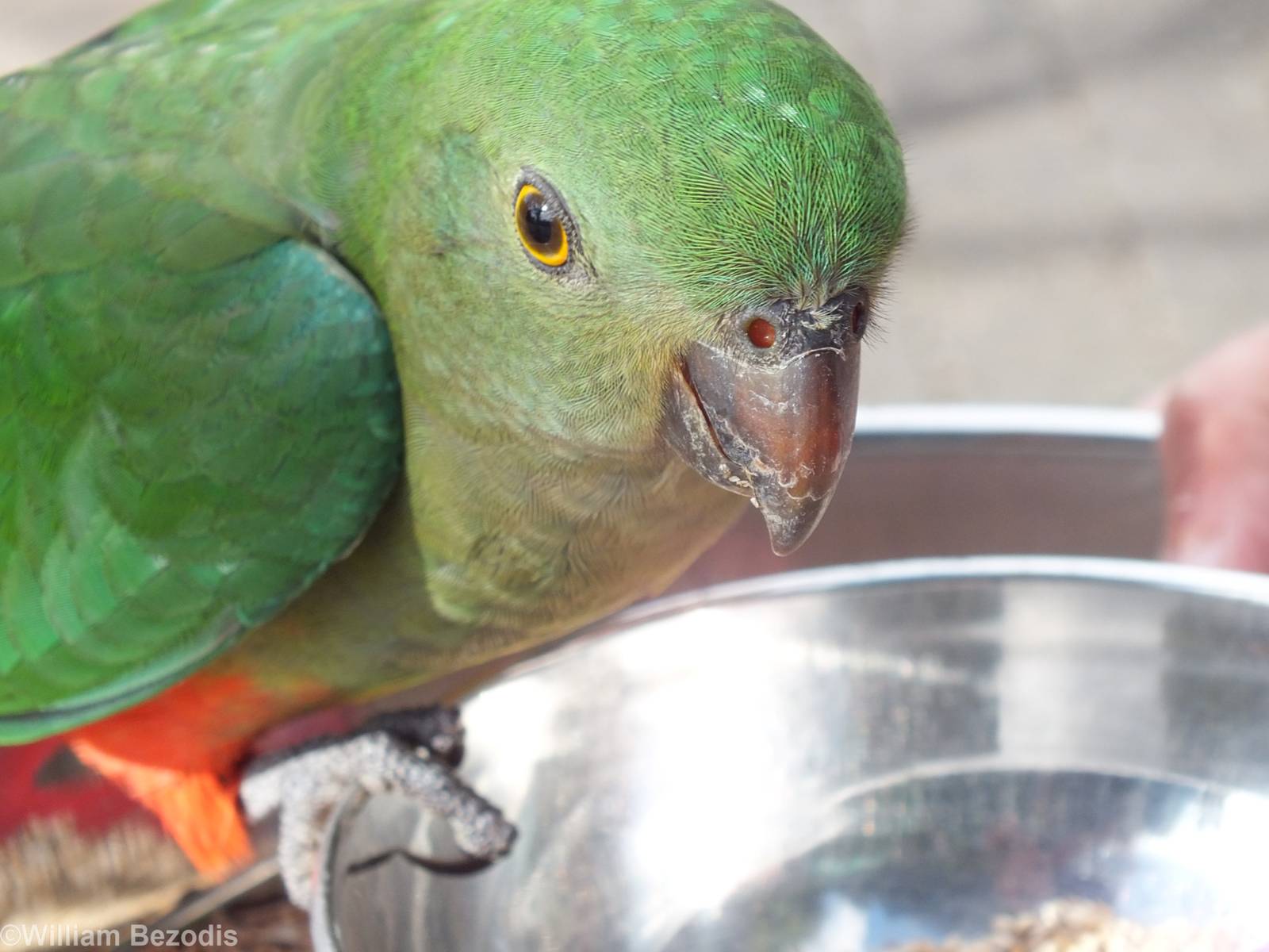Female King Parrot - Lamington National Park