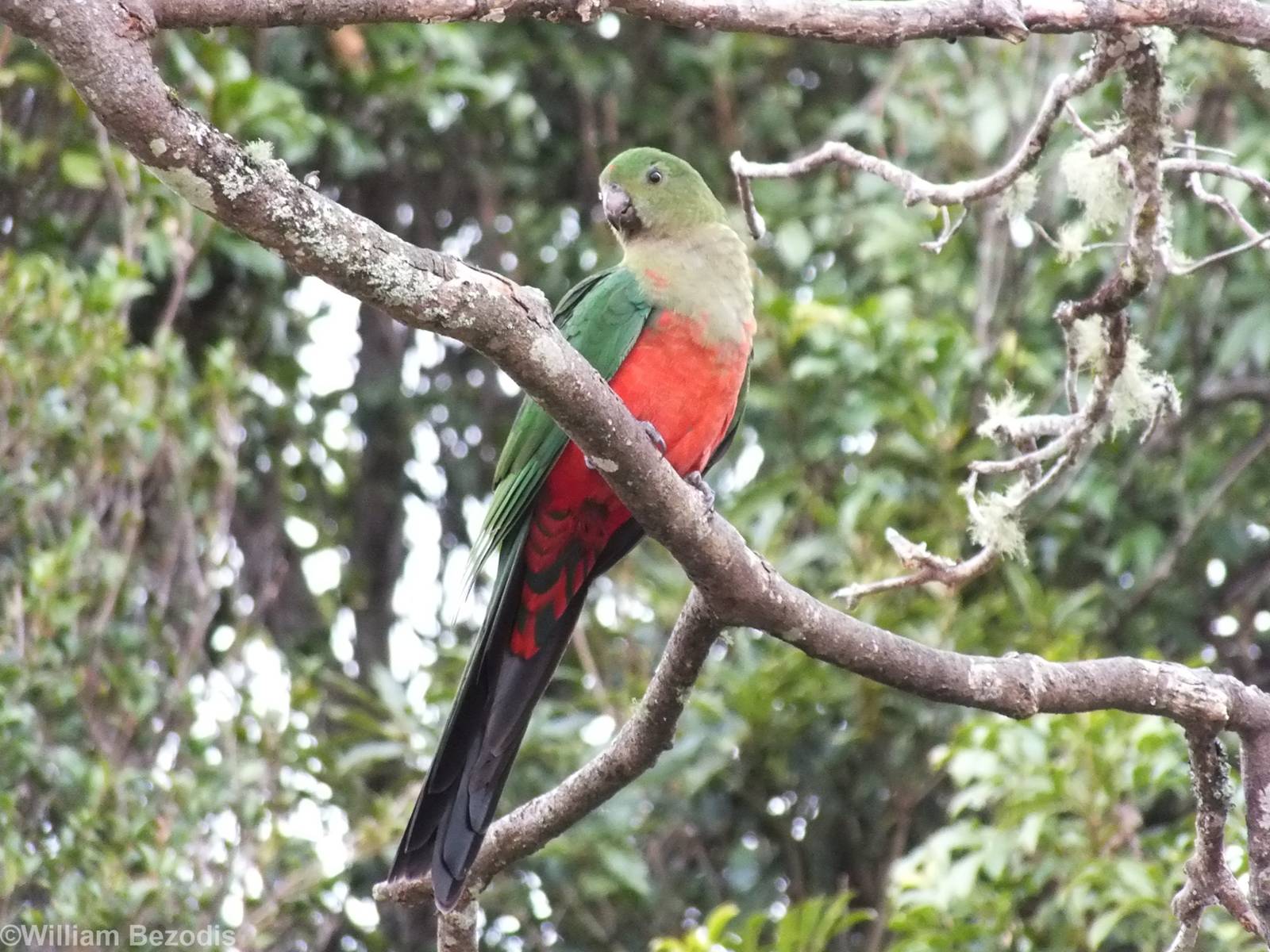 Female King Parrot - Lamington National Park