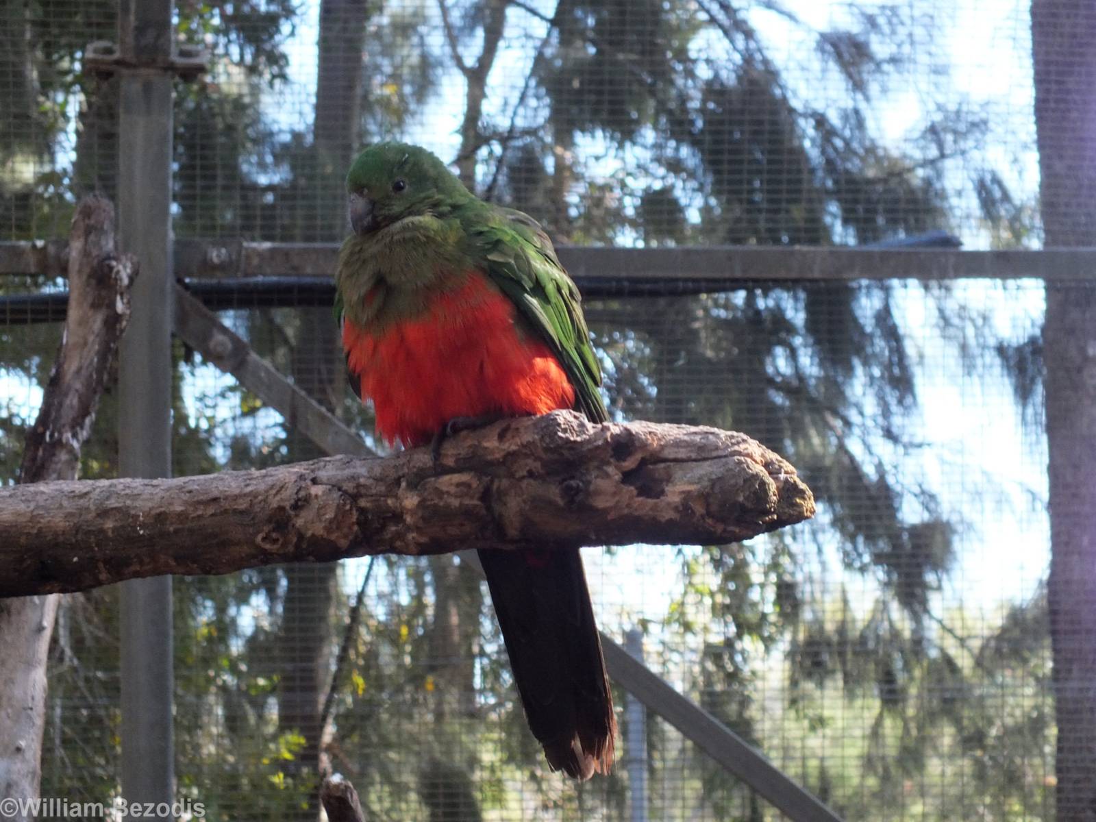 Female King Parrot