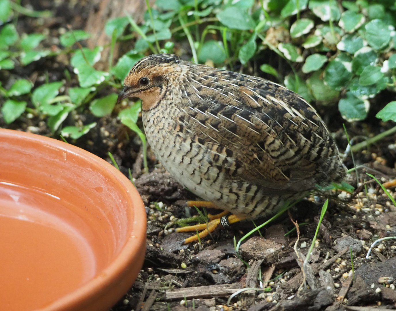 Female King quail (Excalfactoria chinensis), 2020-06-28