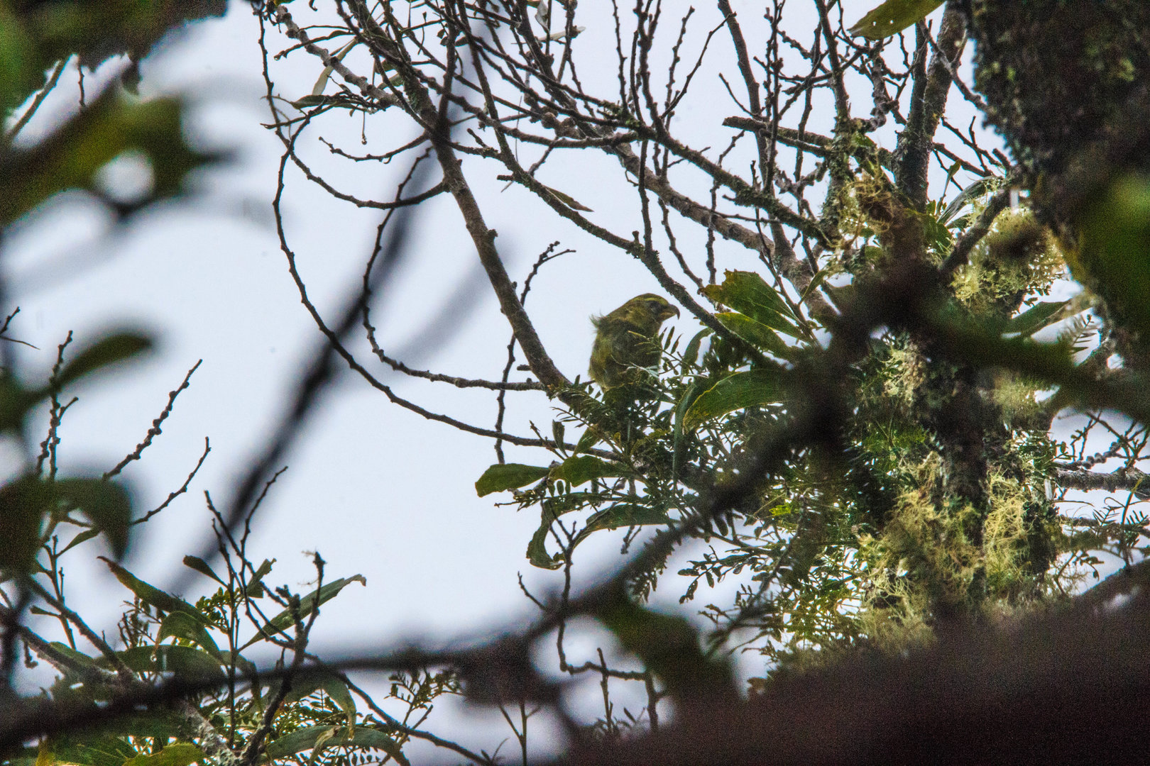 Female Kiwikiu (or Maui Parrotbill)