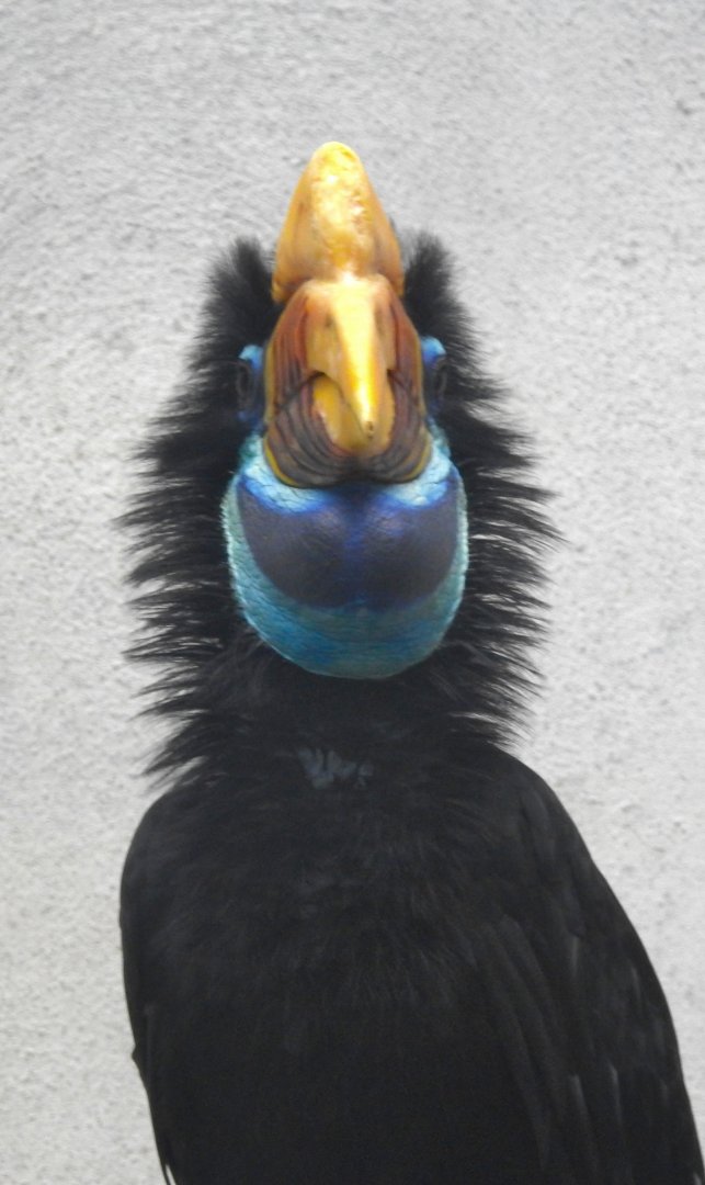 Female Knobbed Hornbill