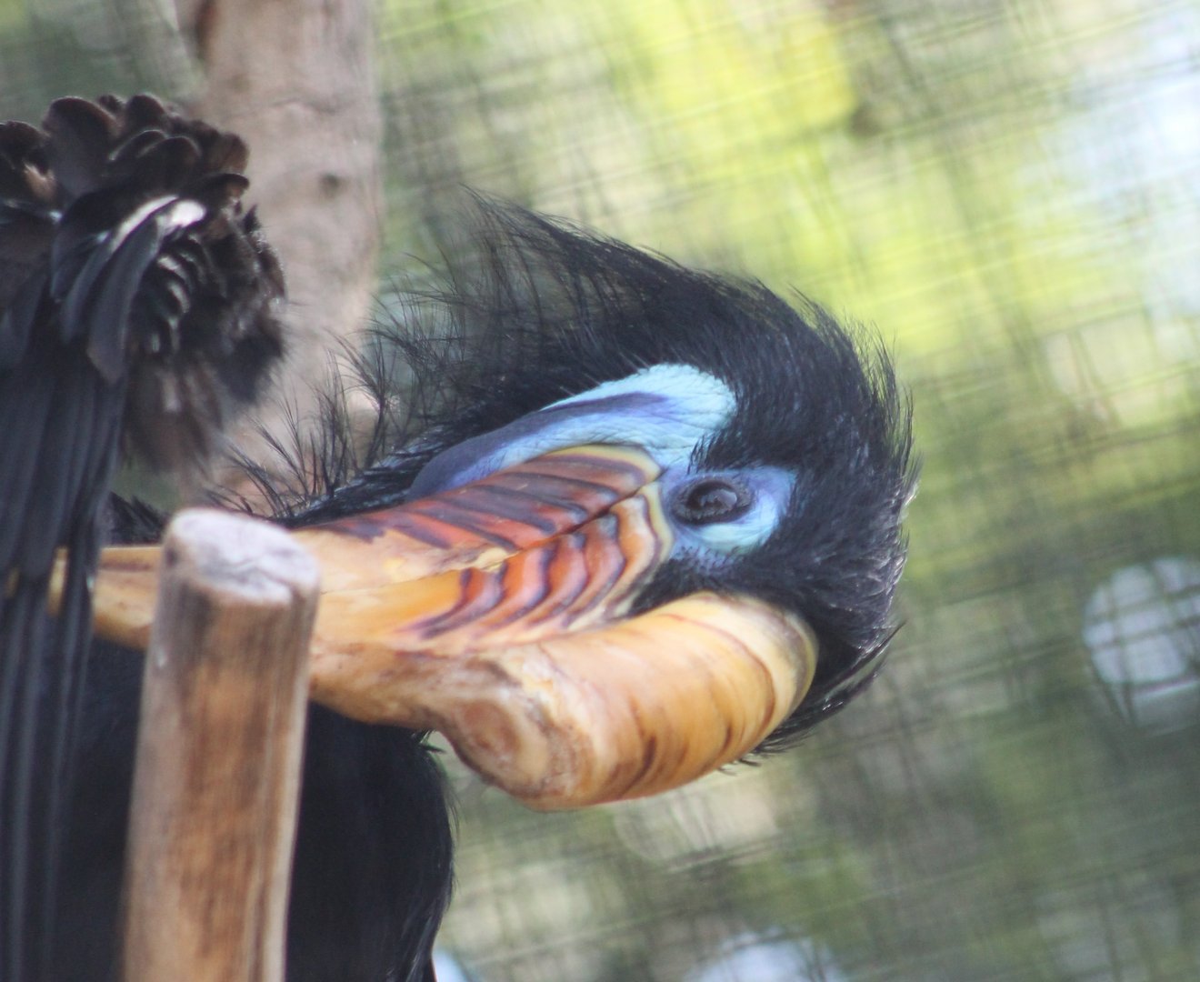 Female Knobbed hornbill