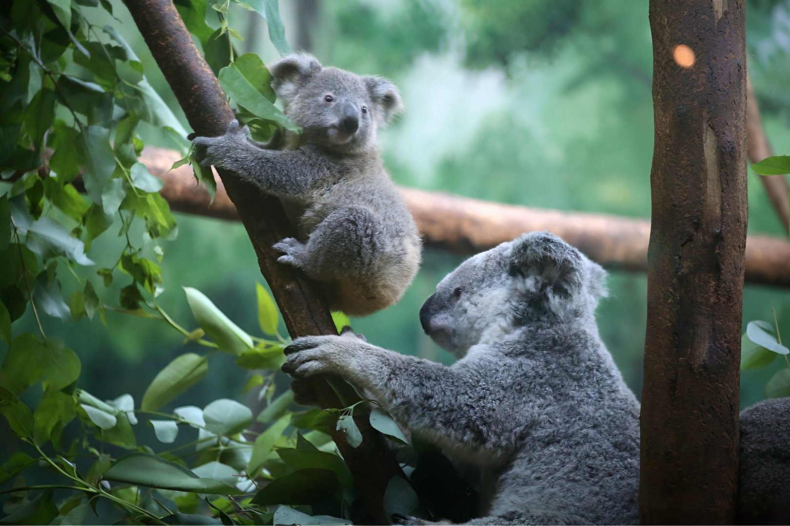Female Koala and Her Cub