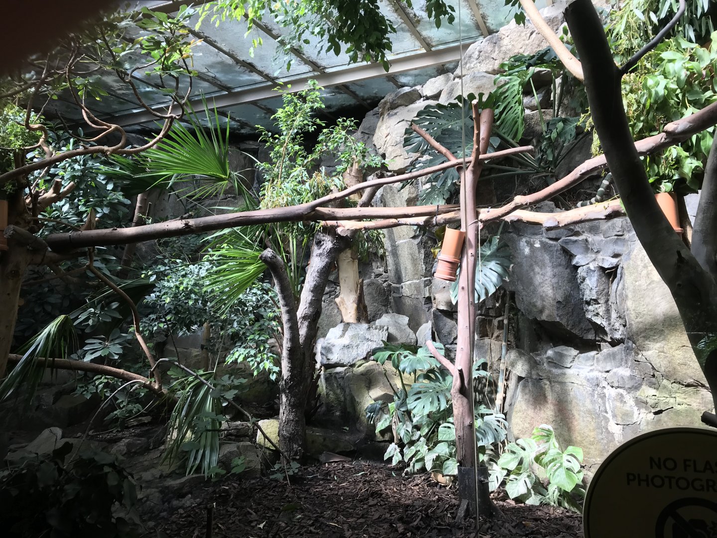 Female koala enclosure