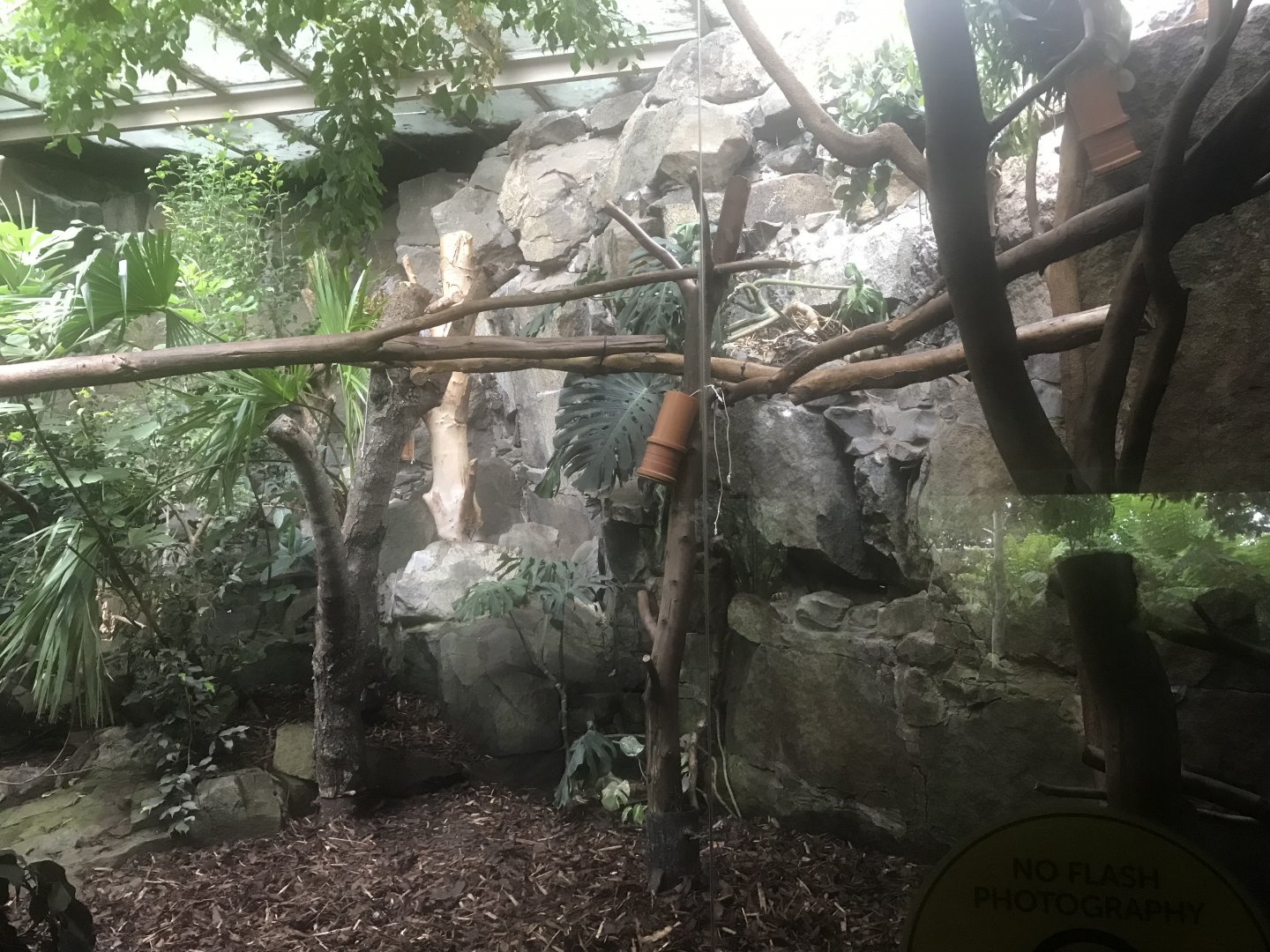 Female koala enclosure