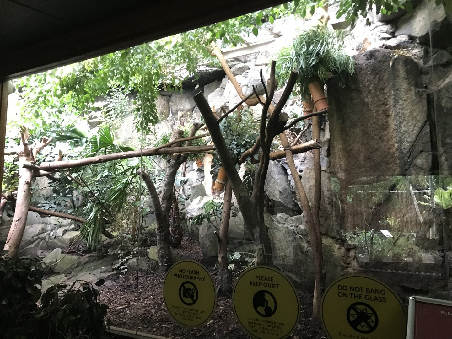 Female koala enclosure