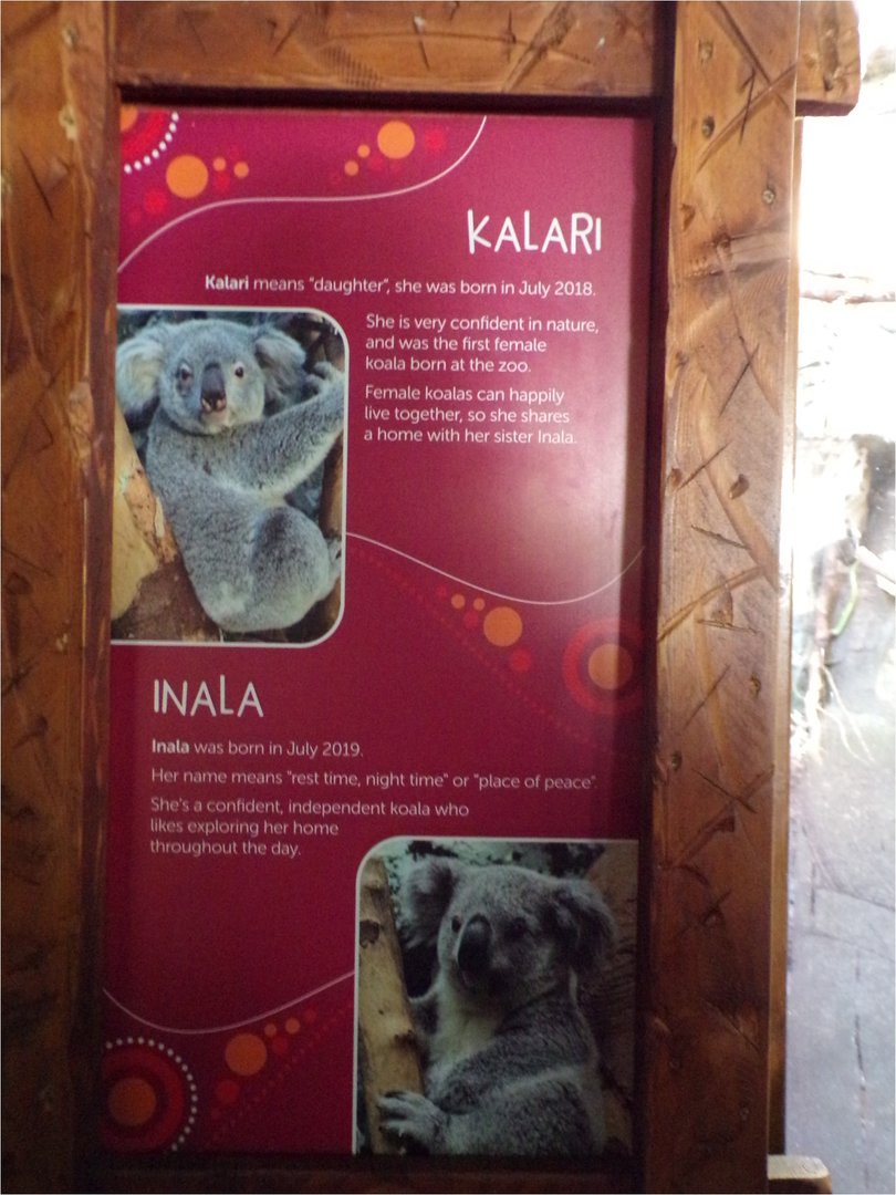 Female koala signage  11.3.23