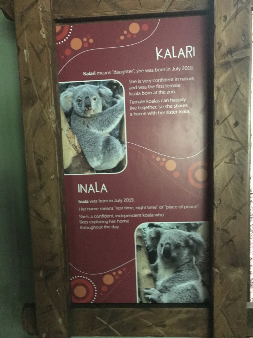 Female koala signage