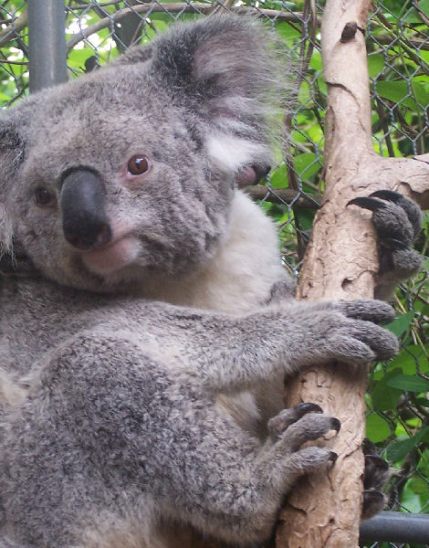 female koala