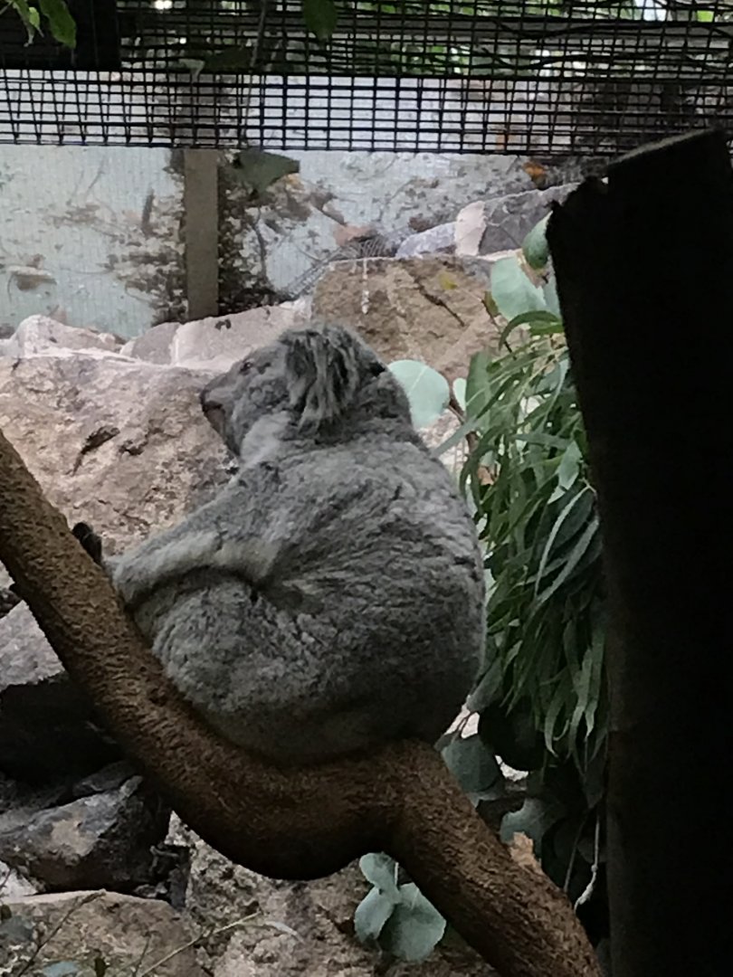 Female koala