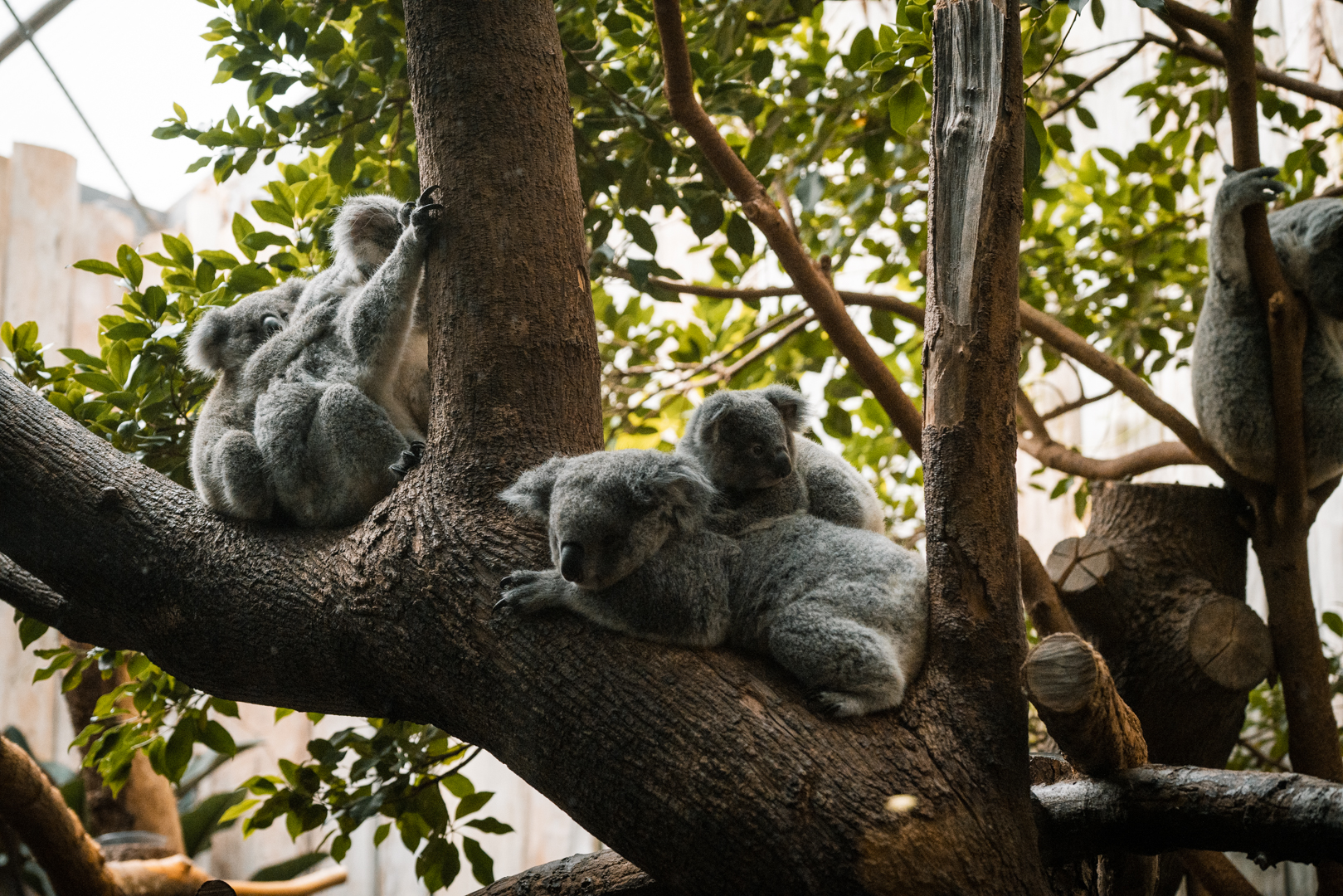 Female Koalas and joeys