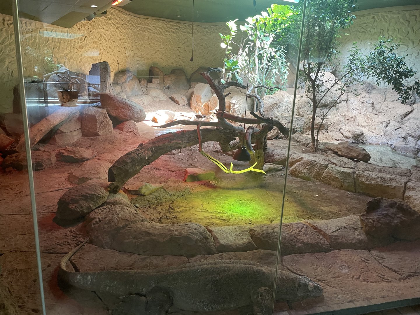 Female Komodo Dragon Exhibit (Varanus komodoensis)