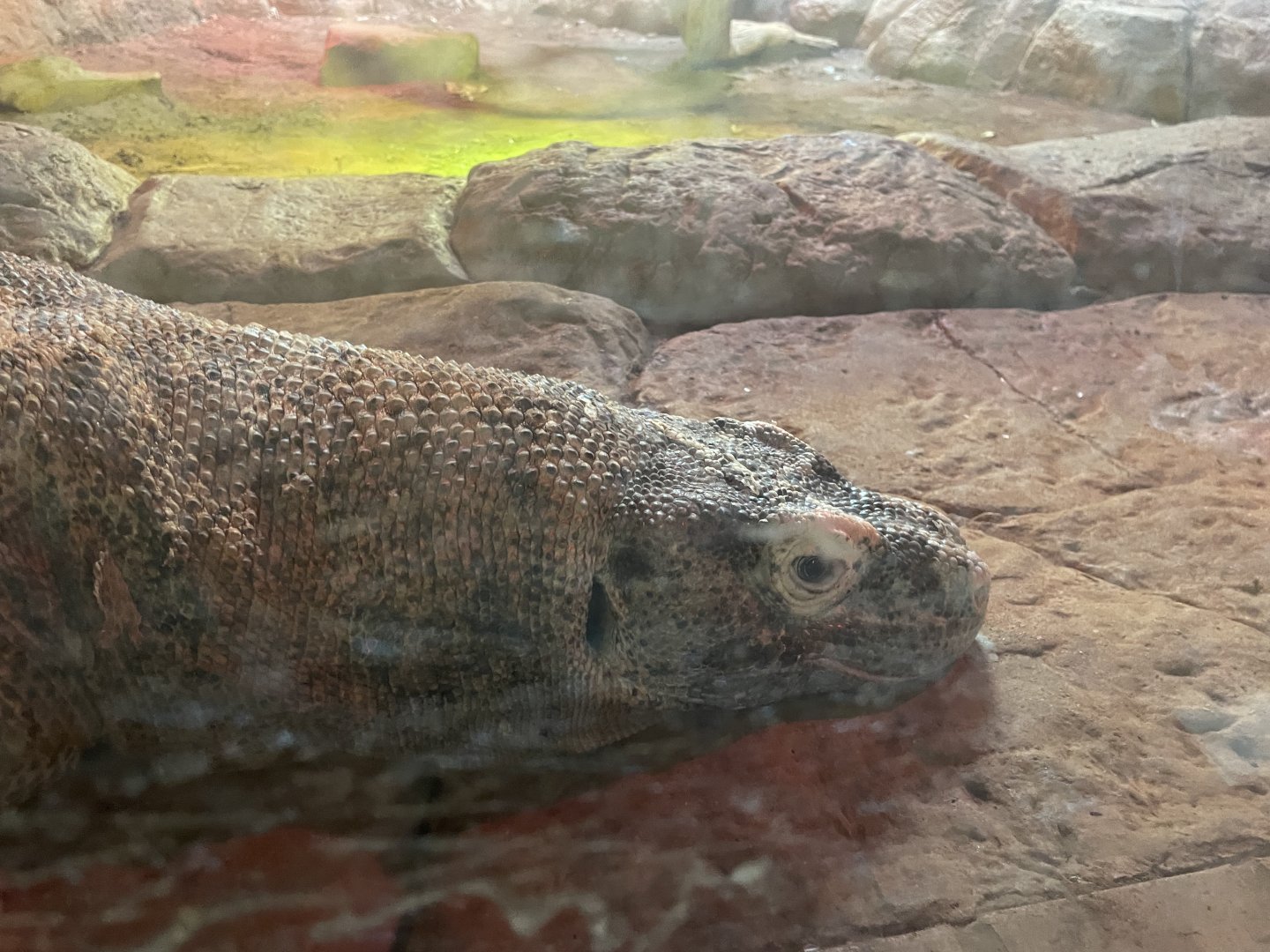 Female Komodo Dragon (Varanus komodoensis)