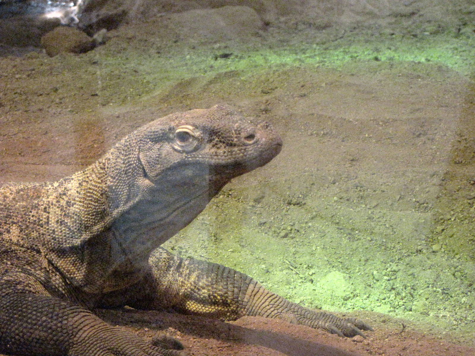 Female Komodo Dragon