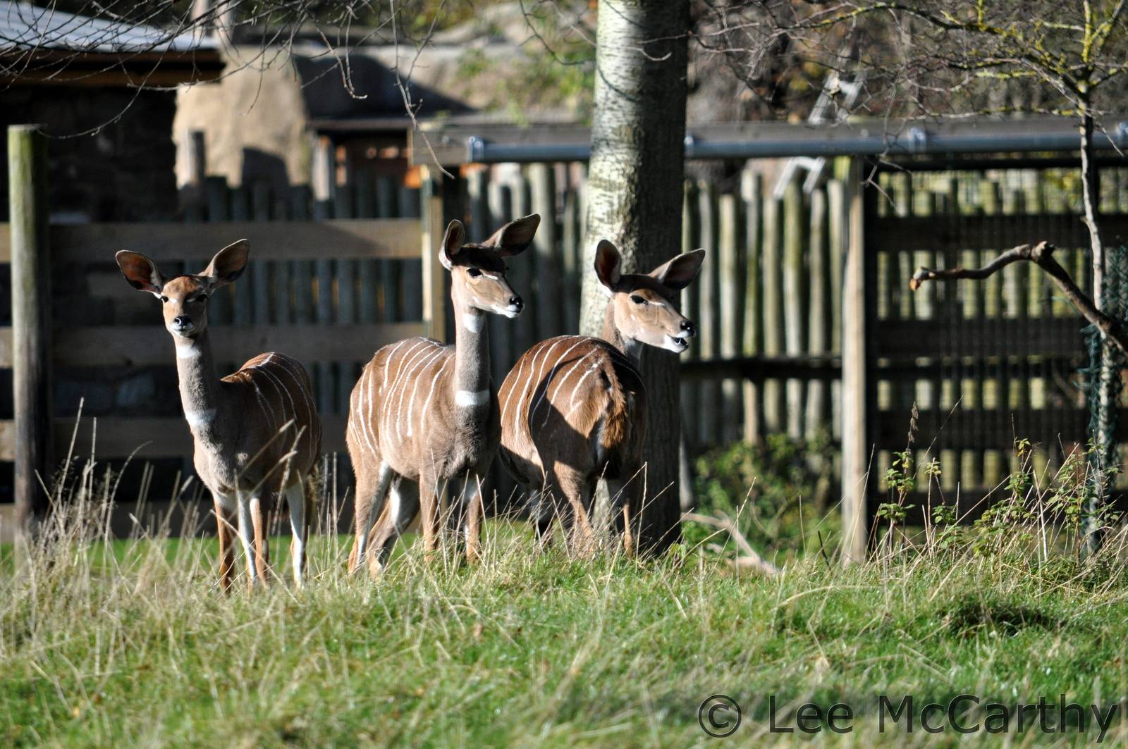 Female Kudu Chester November 2012