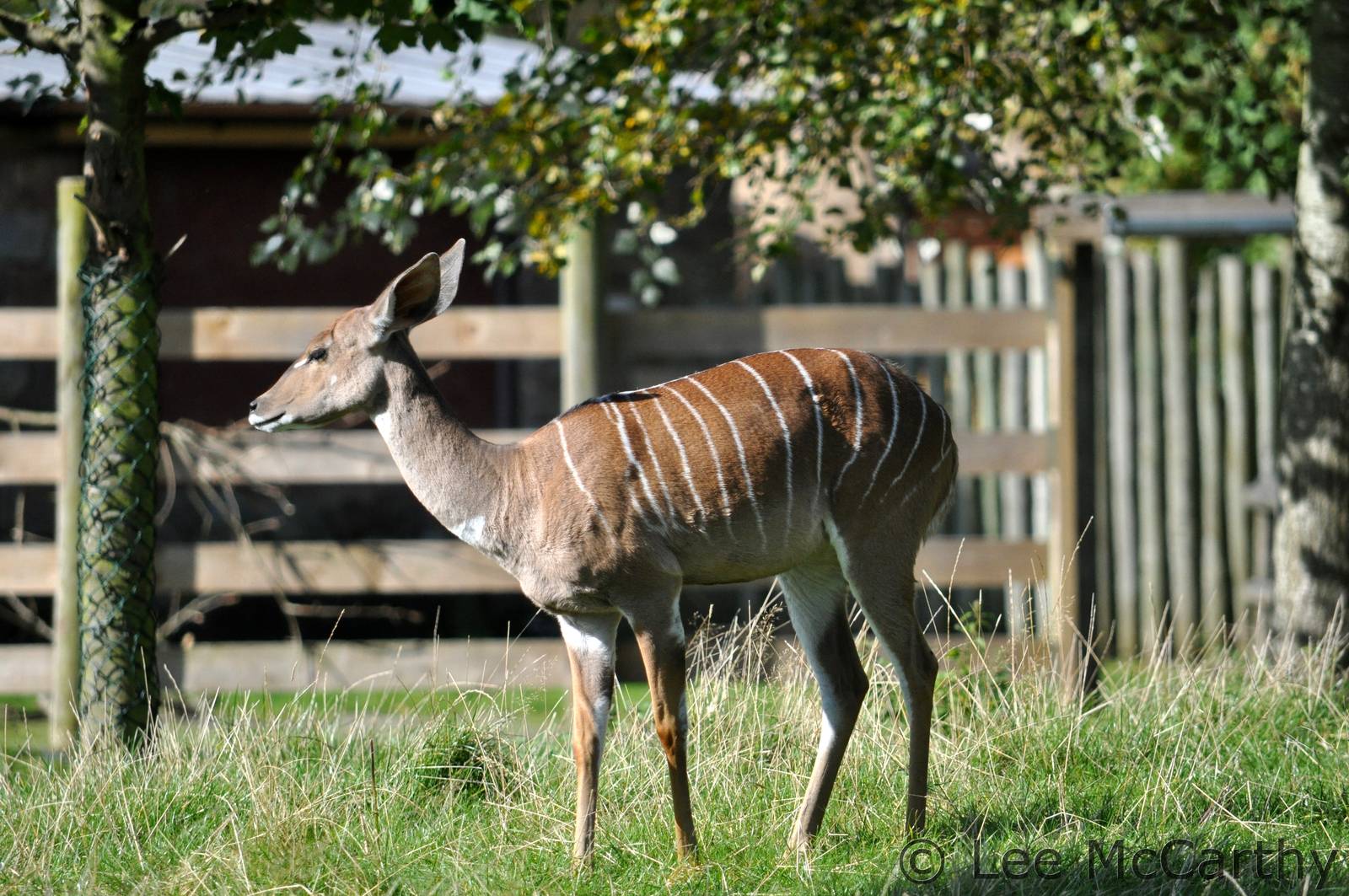 Female Kudu