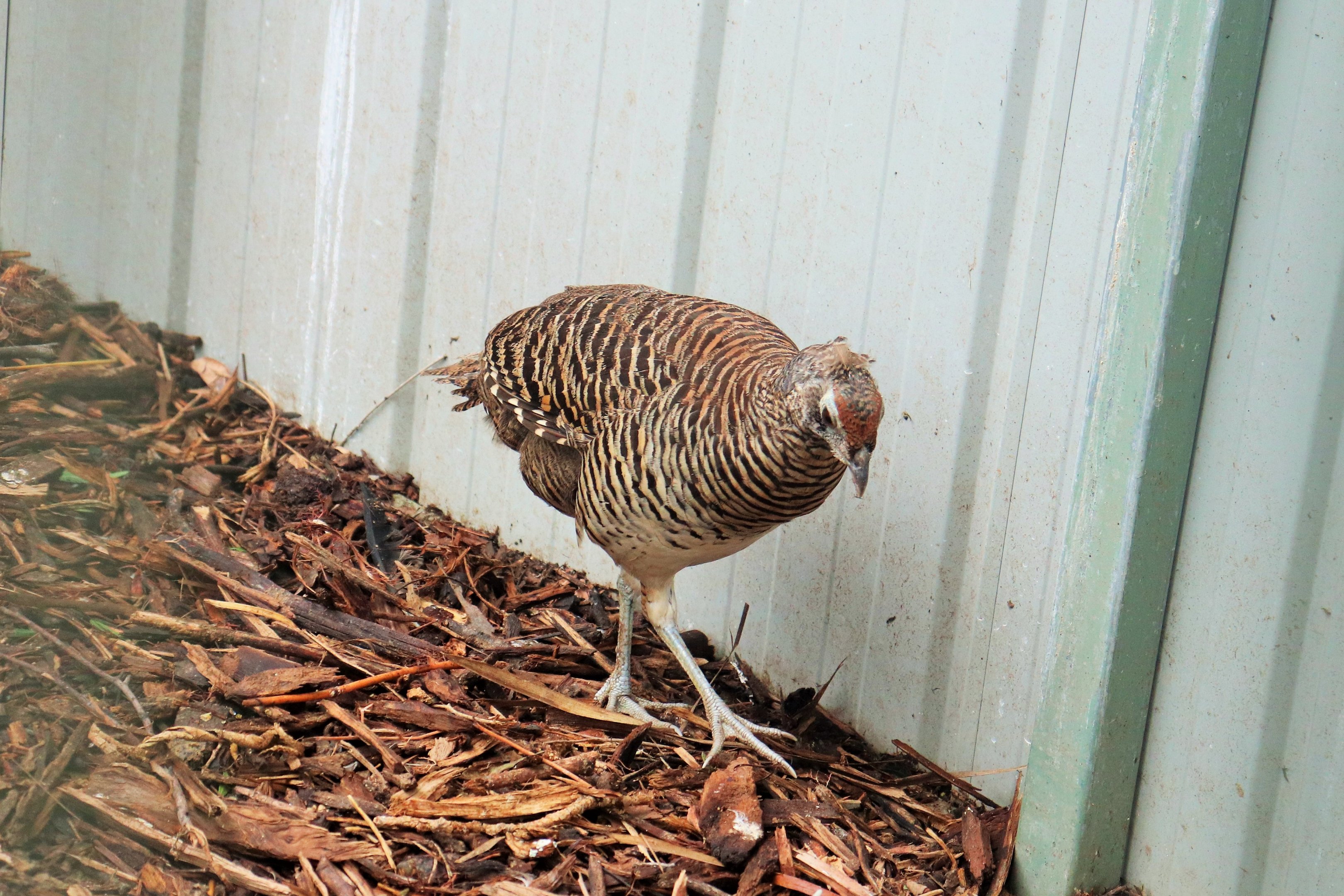 Female Lady Amherst's Pheasant (Chrysolophus amherstiae)