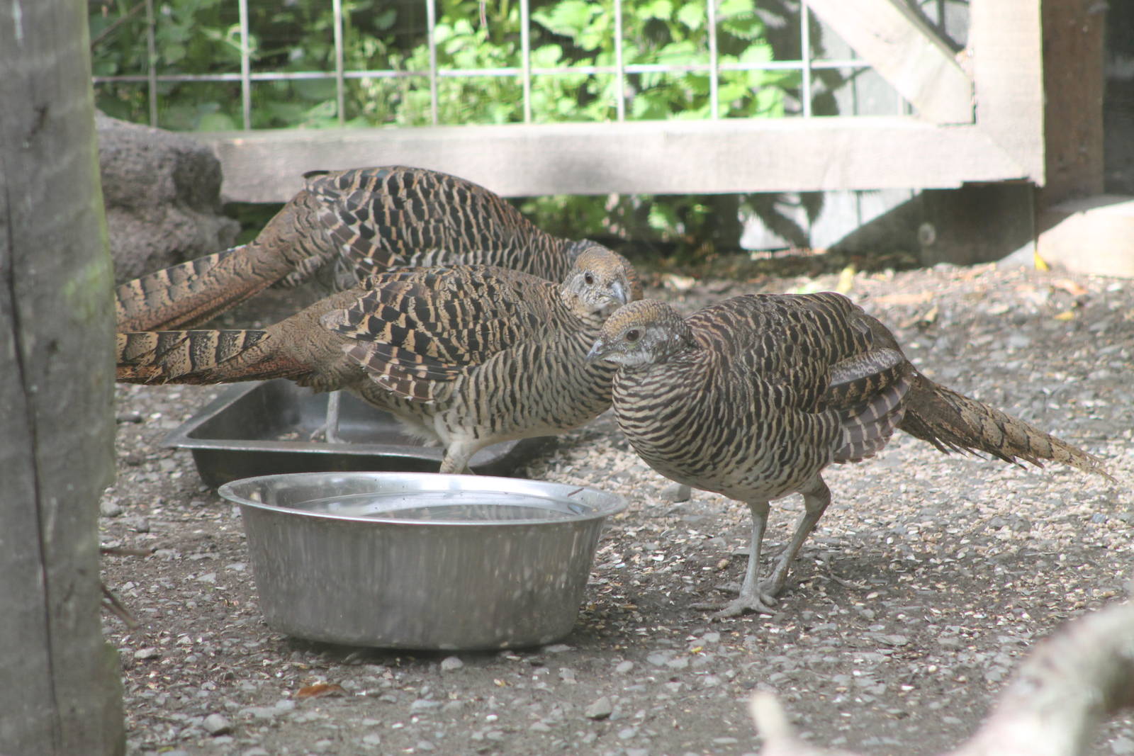 female Lady Amhersts Pheasants (Chrysolophus amherstiae)