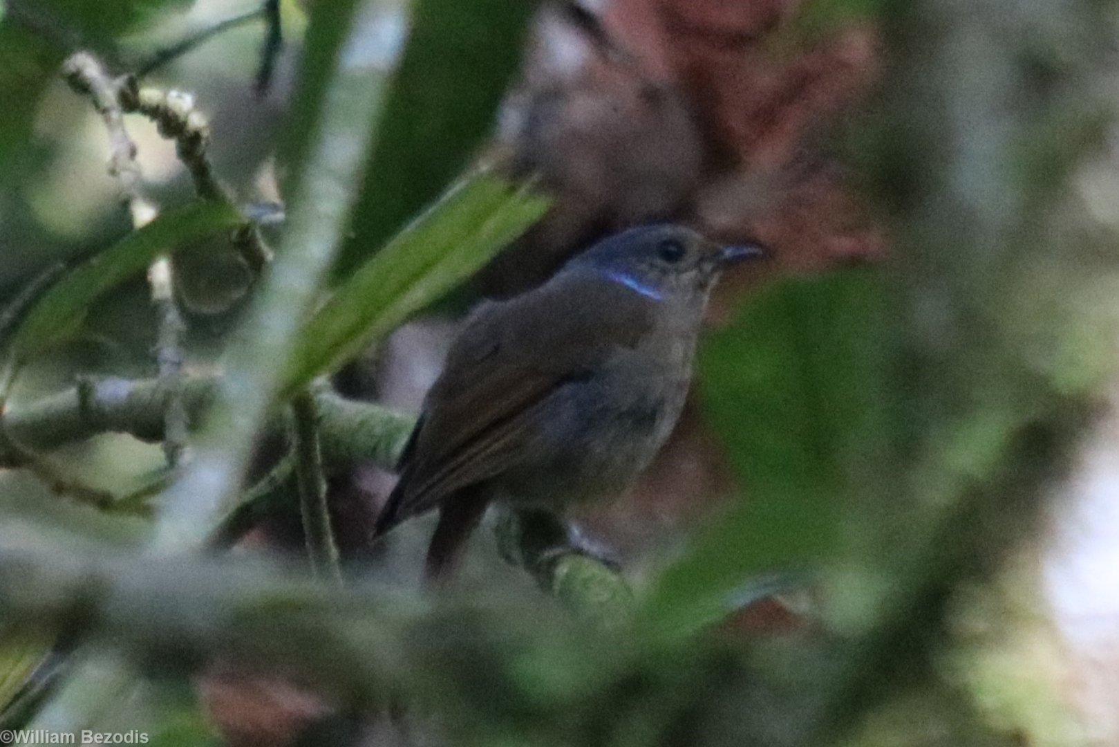 Female Large Niltava