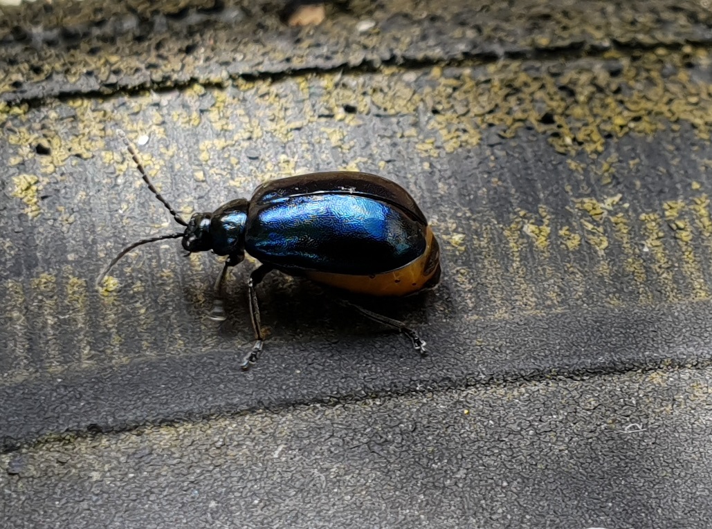 Female Leaf beetle - just after mating