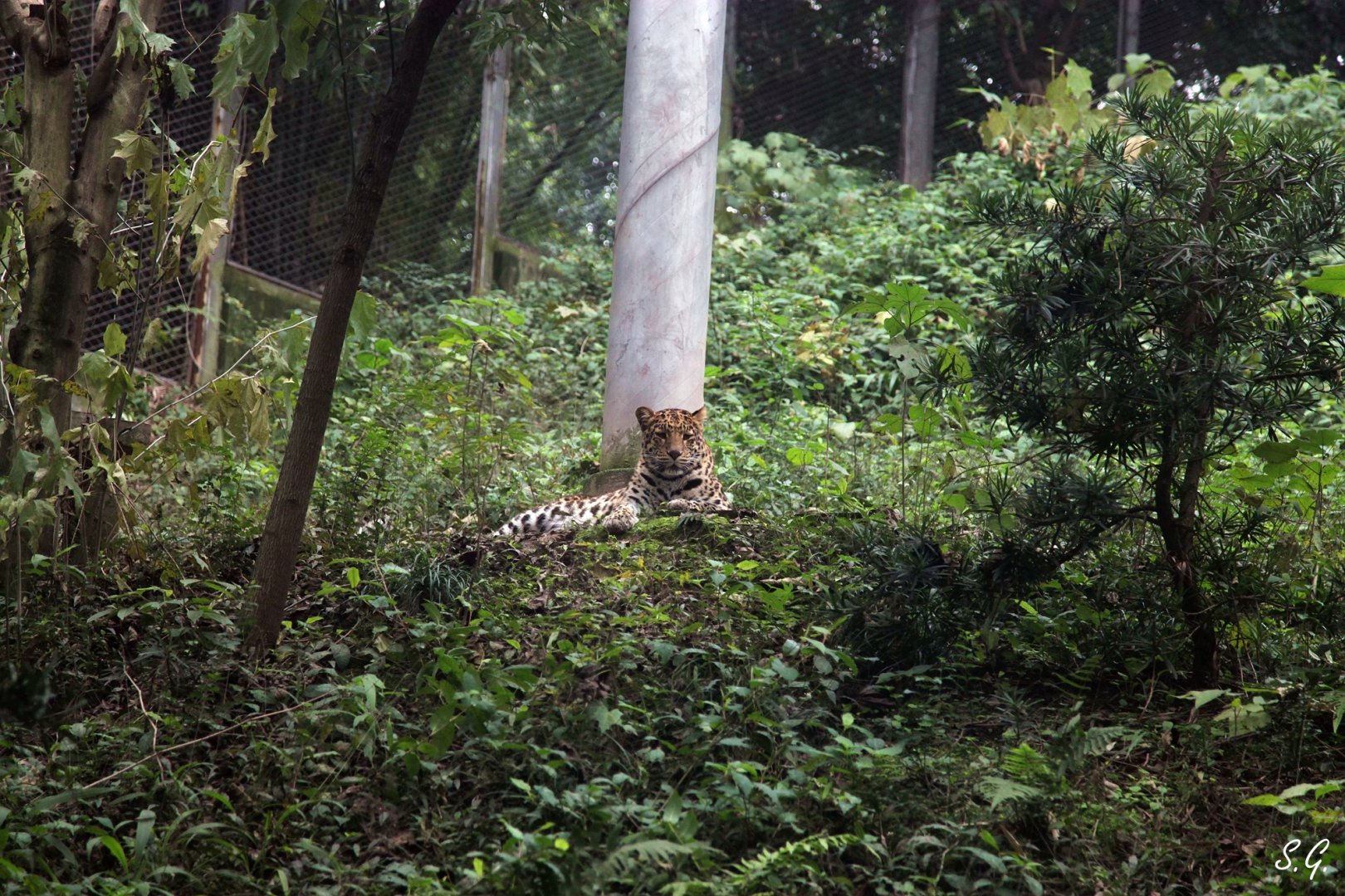 Female leopard in its exhibit