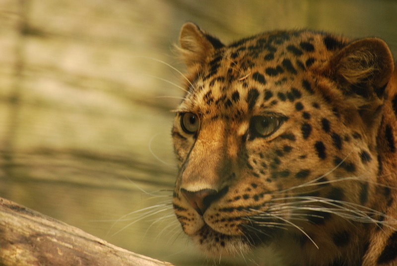Female leopard Kiska