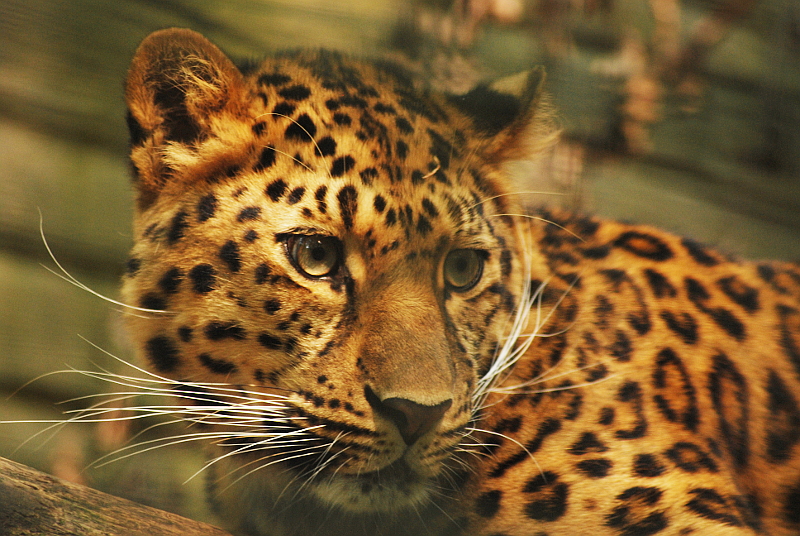 Female leopard Kiska