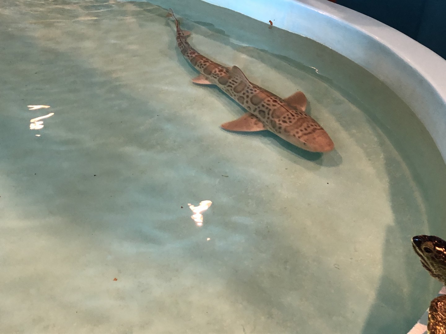 Female leopard shark