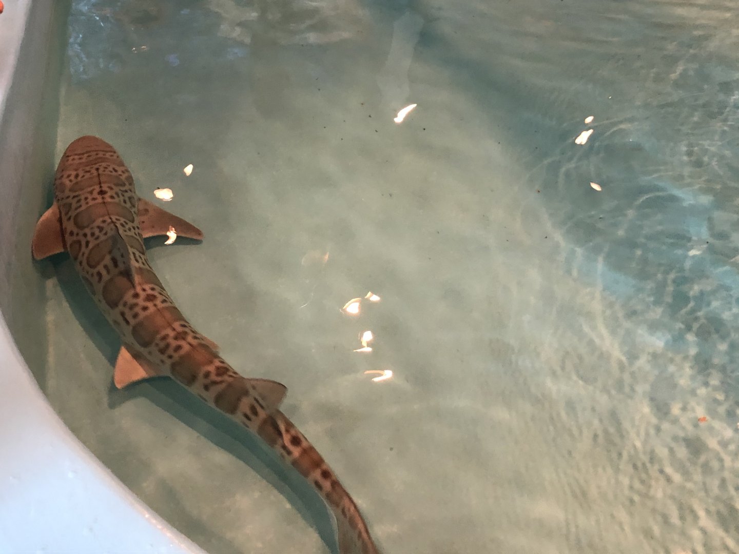 Female leopard shark