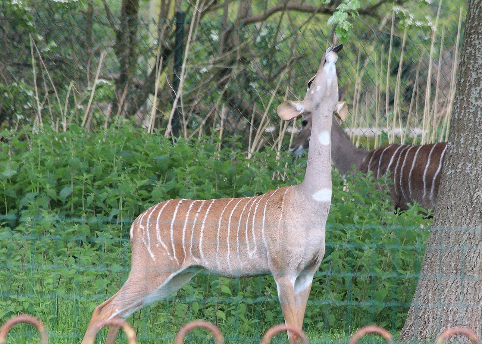 Female Lesser Kudu