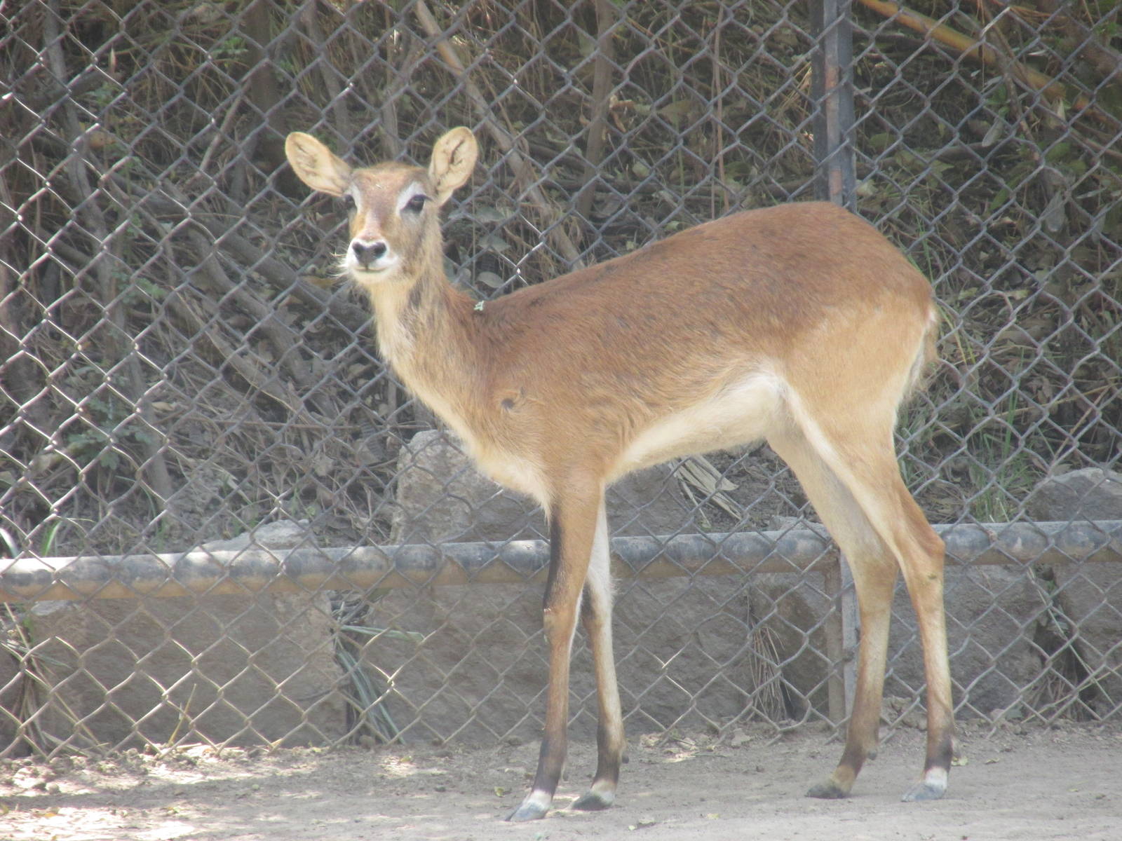 female lewche chapultepec zoo