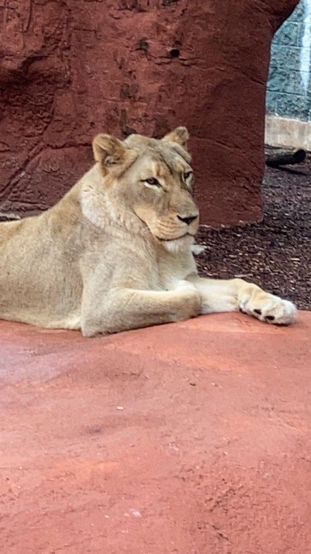 Female Lion at Capron Park Zoo