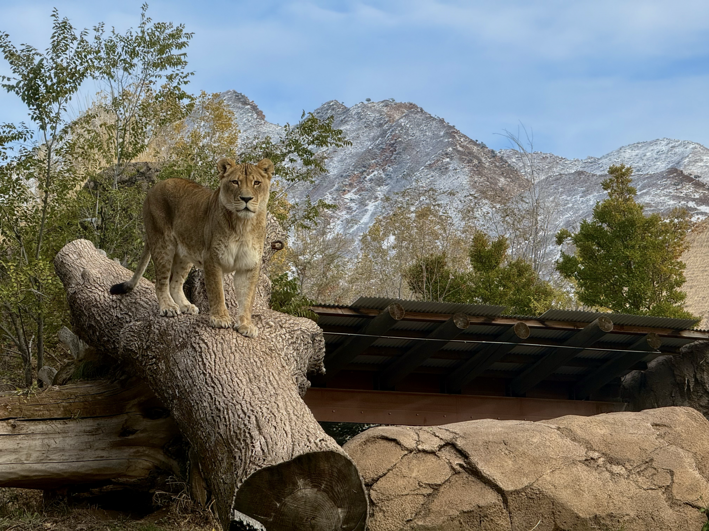 Female Lion - Lion Hill - African Savanna