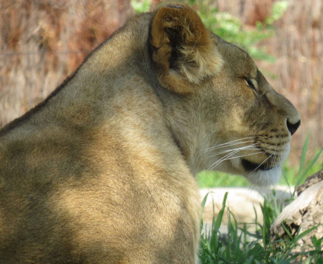Female lion