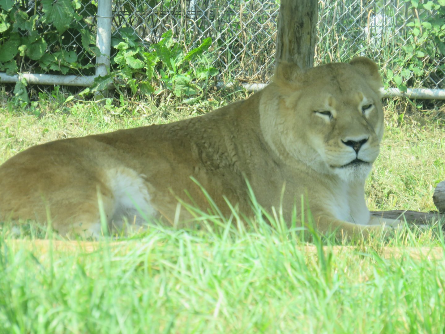 Female lion