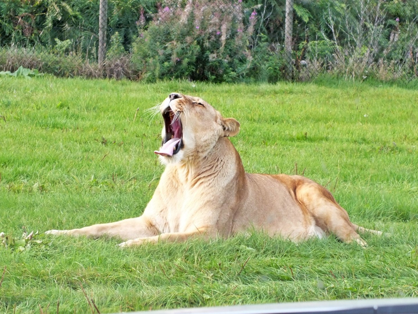 Female lion